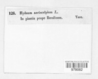 Auriscalpium vulgare image